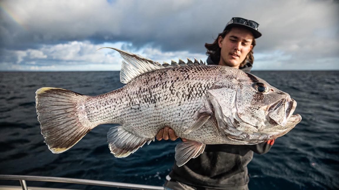  Dhufish — Reef Lagoon species