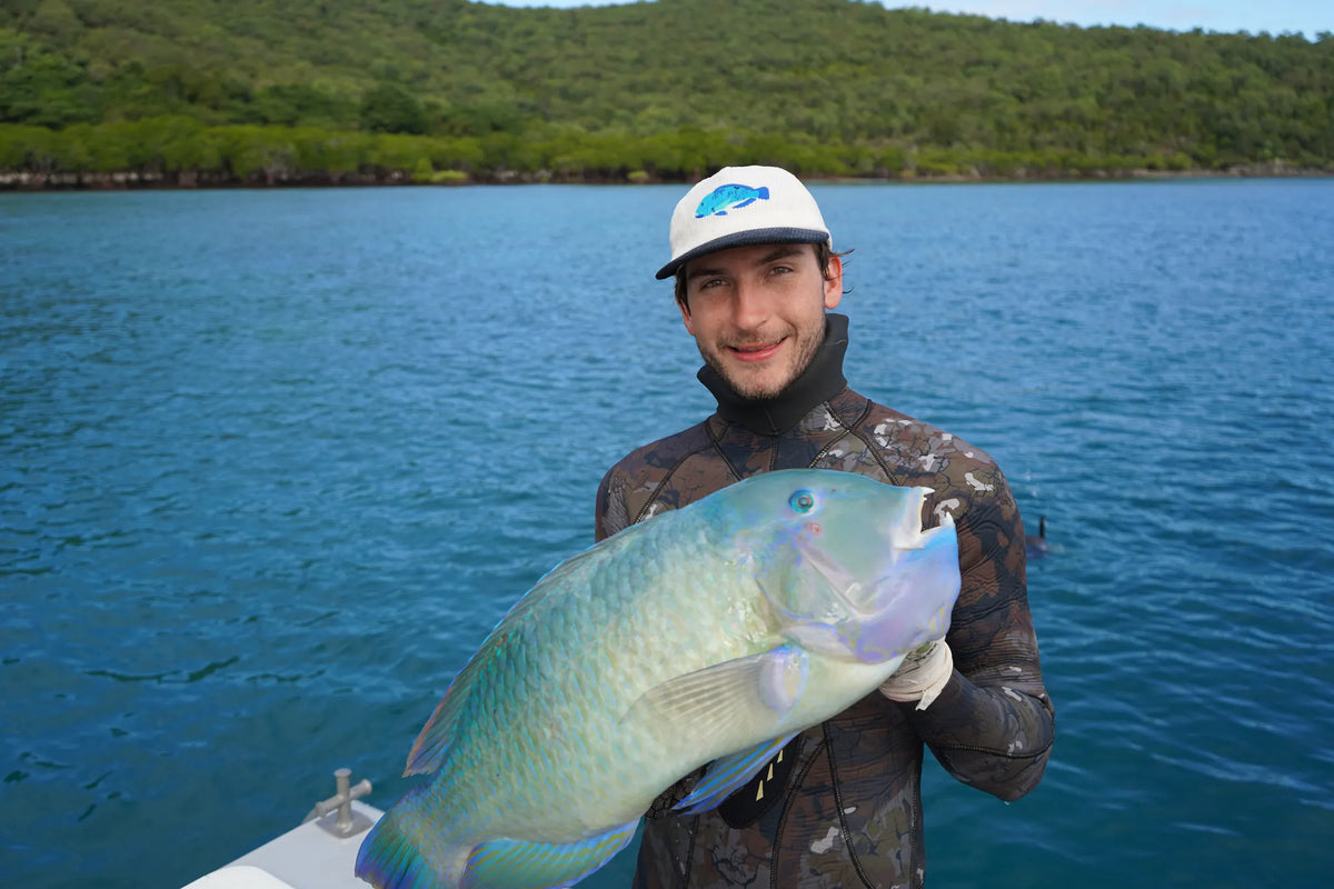 Blackspot Tuskfish — the real fish
