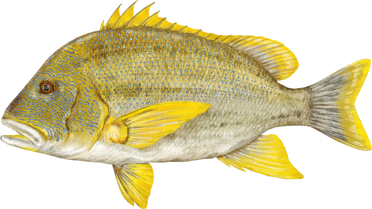 Maori Sea Perch — the hand-painted design