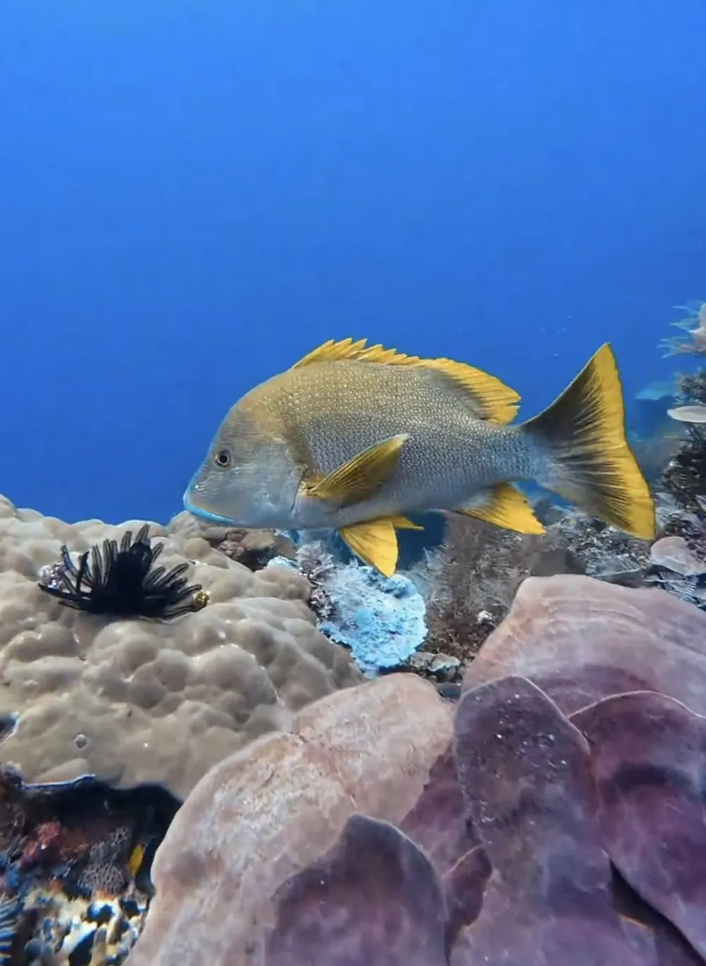 Maori Sea Perch — Reef Lagoon species