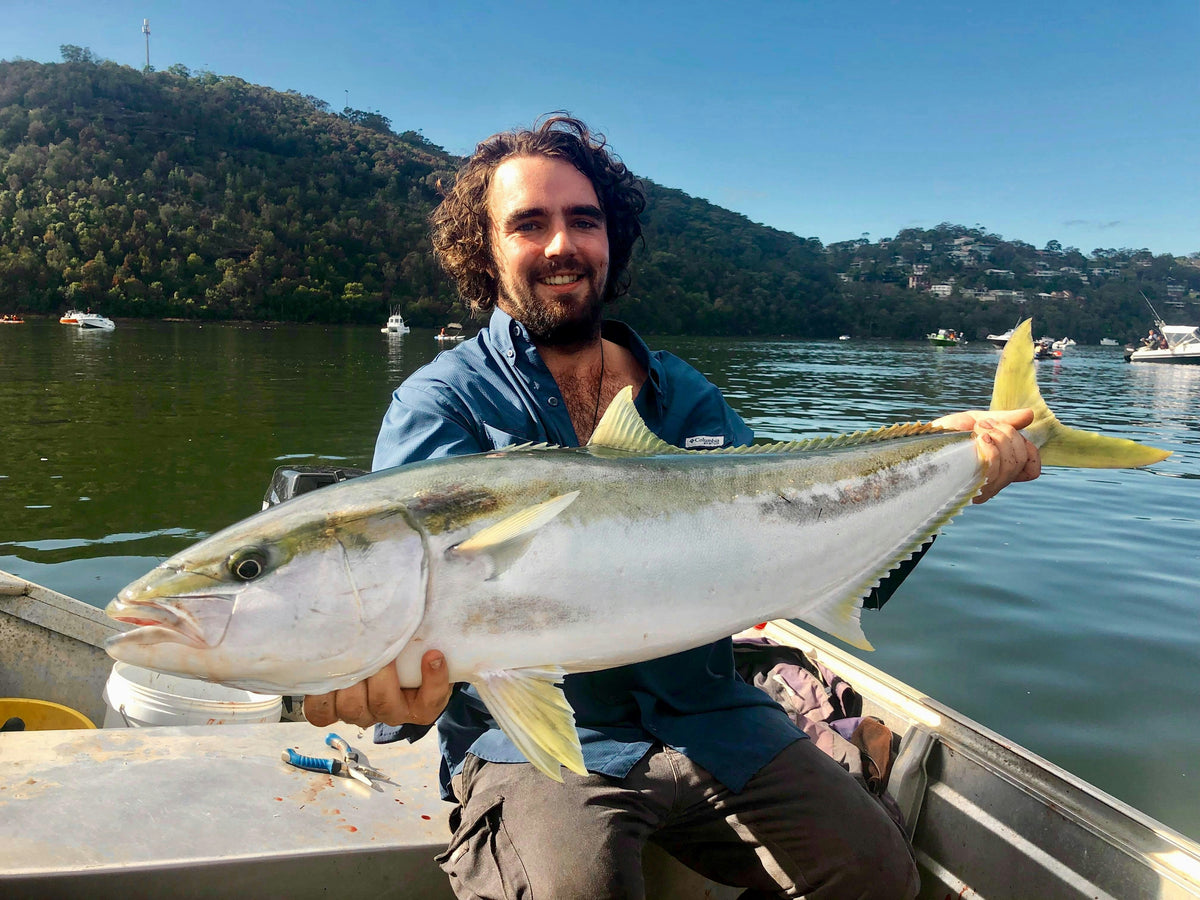 Yellowtail Kingfish — Reef Lagoon species