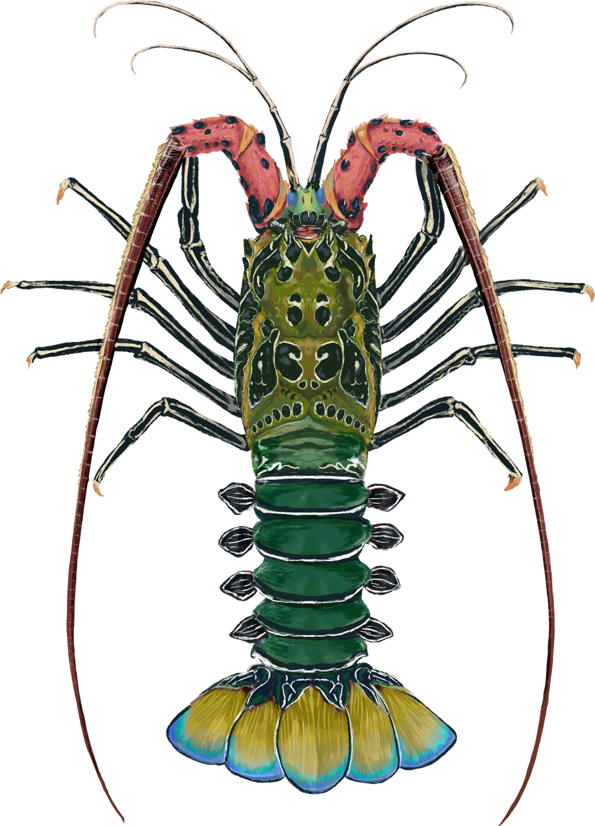Painted Rock Lobster — the hand-painted design