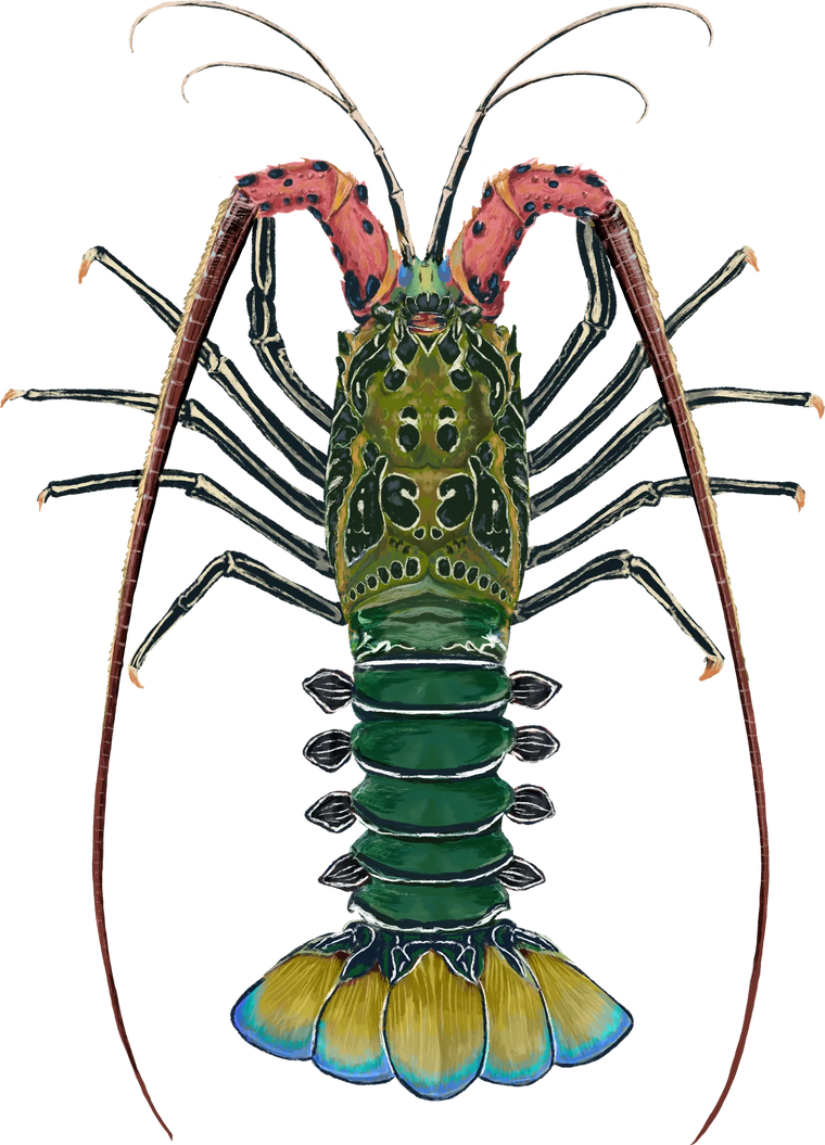 Painted Rock Lobster