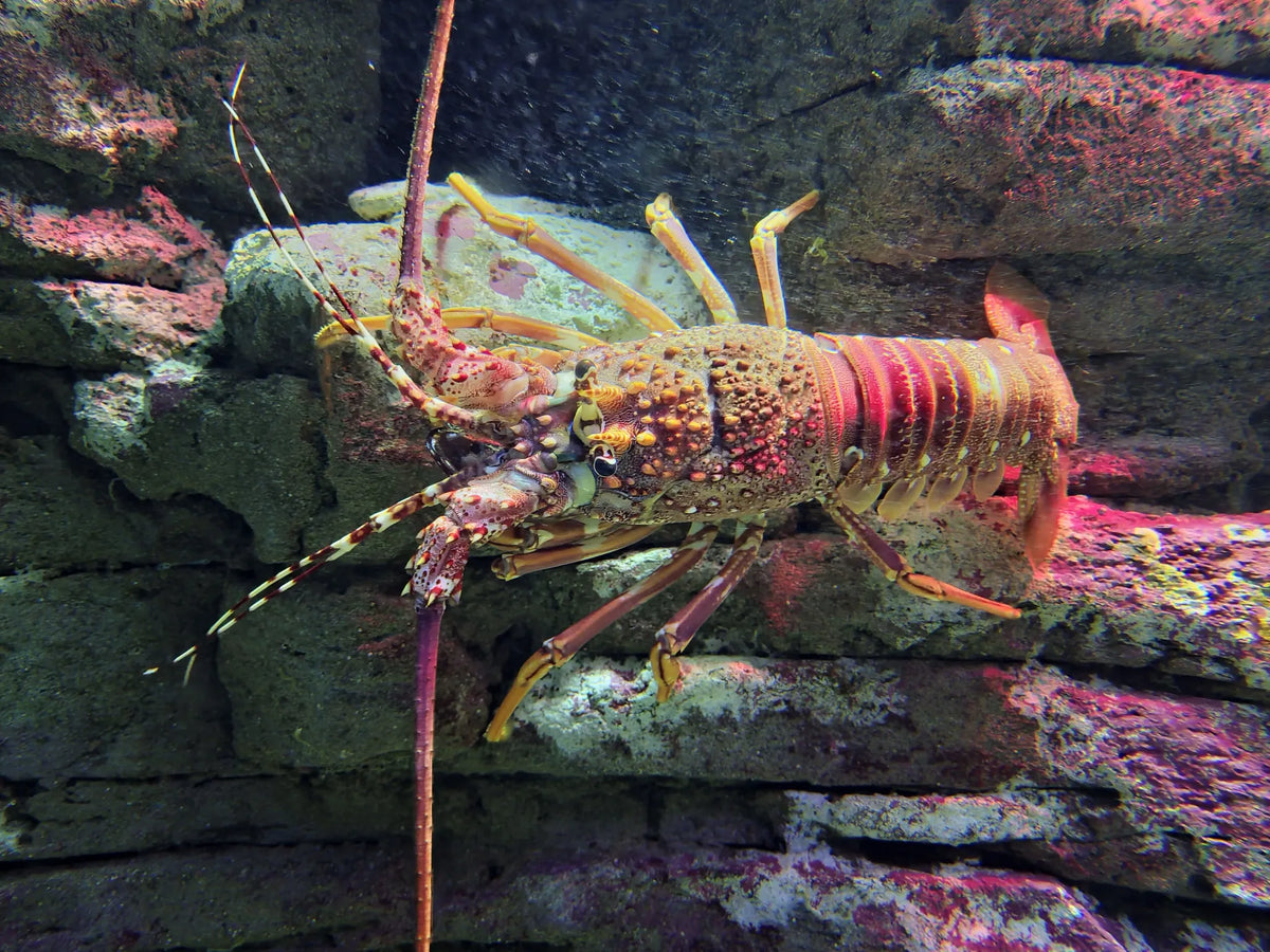 Painted Rock Lobster — the real fish