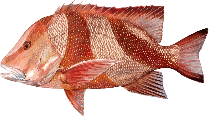 Hand-painted Red Emperor, shown at its preferred depth