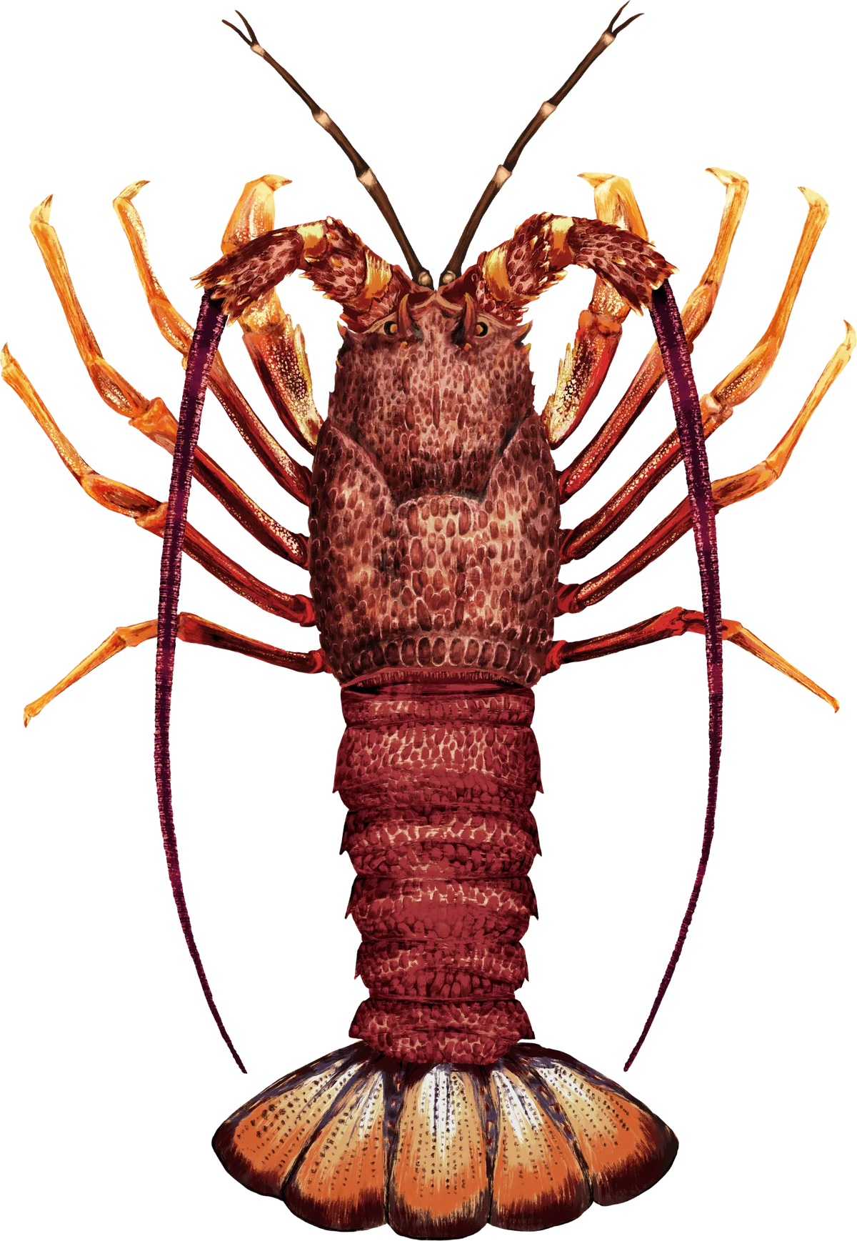 Southern Rock Lobster — the hand-painted design