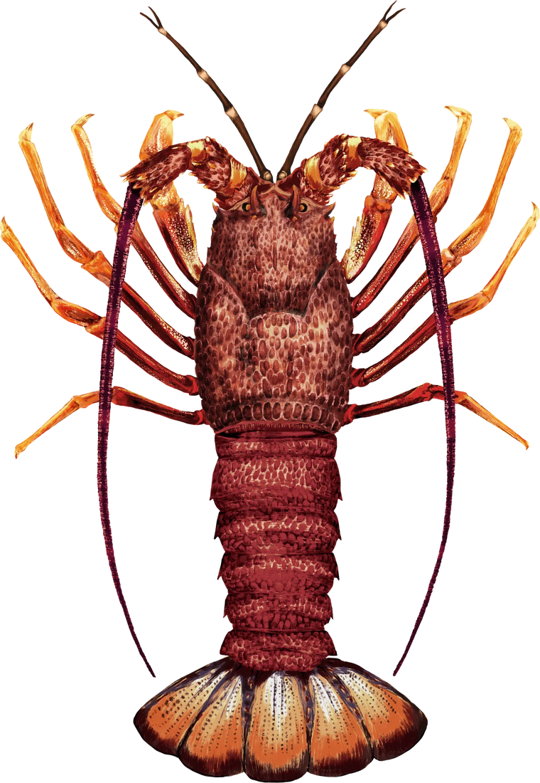 Southern Rock Lobster