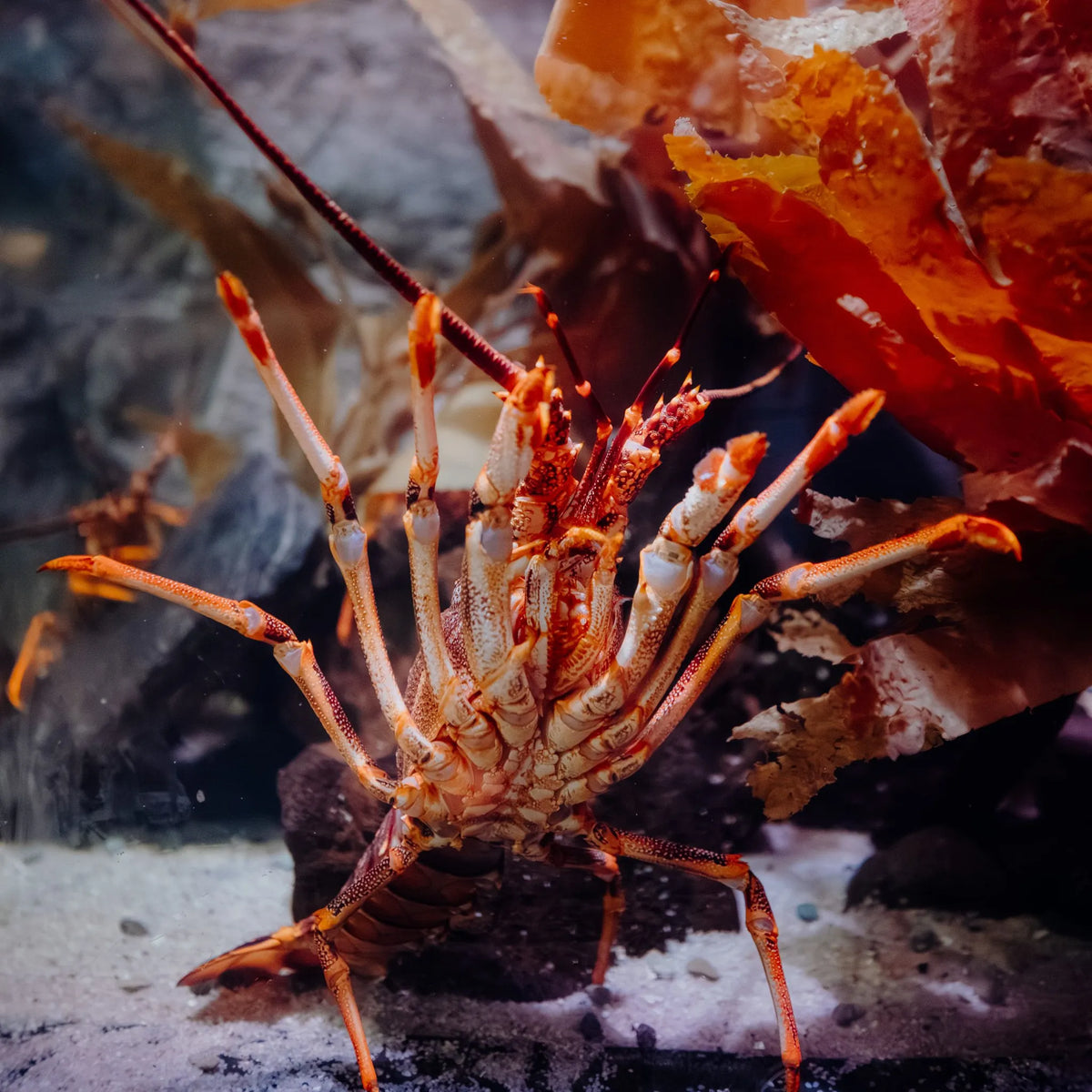 Southern Rock Lobster — the real fish