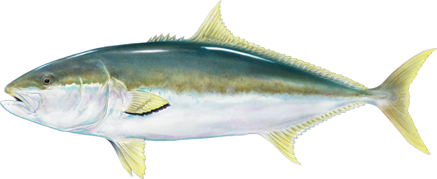 Hand-painted Yellowtail Kingfish, shown at its preferred depth